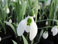 <!--006-->Spring Bulbs