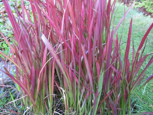 Imperata cylindrica Rubra (Red Baron)