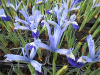 Iris reticulata Clairette - 9cm pot