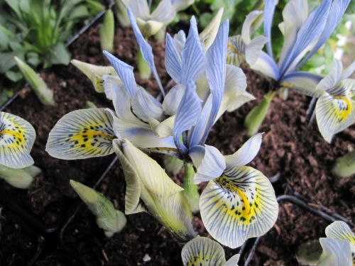 Iris reticulata Katharine Hodgkin - 9cm pot