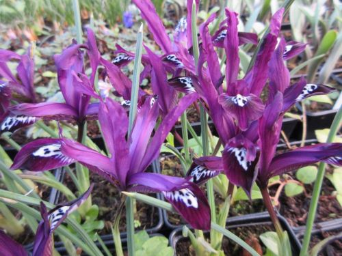 Iris reticulata Pauline - 9cm pot