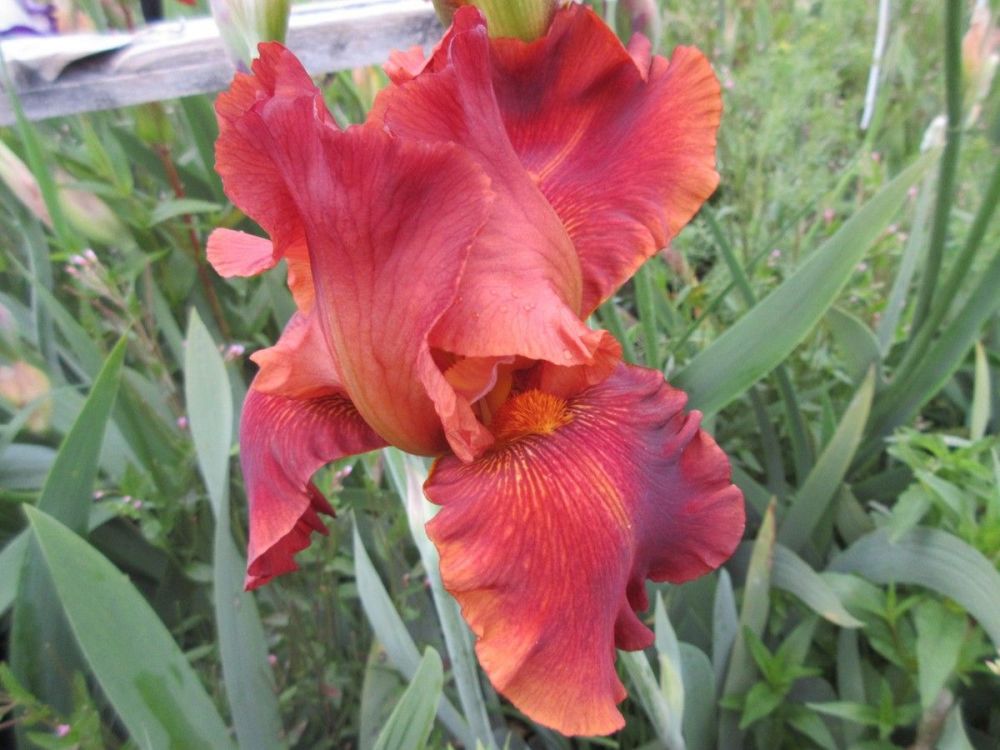 Iris Carnival Time (Tall Bearded) - 3 litre pot