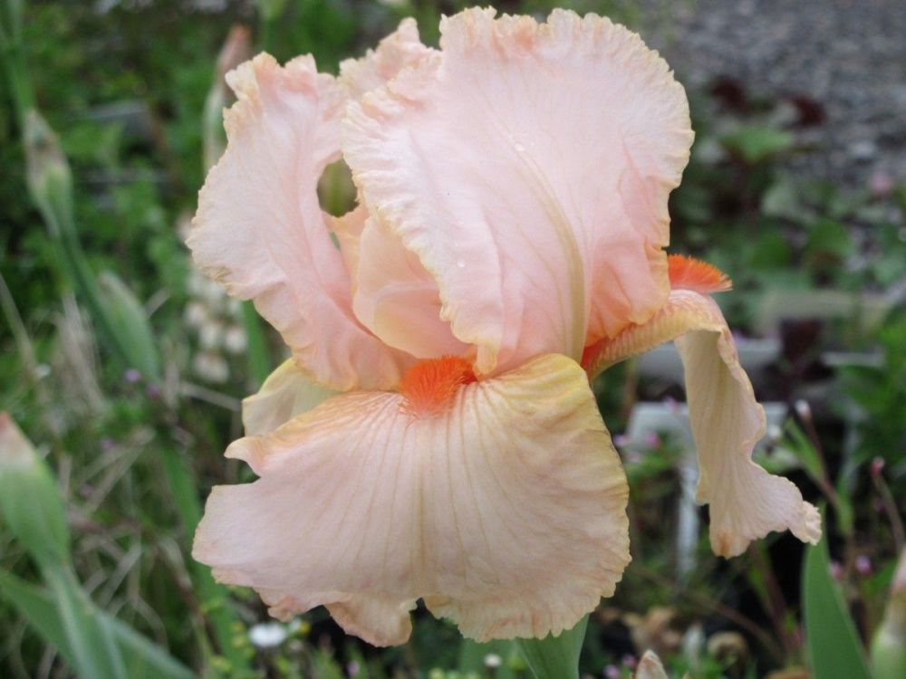 Iris Party Dress (Tall Bearded) - 3 litre pot