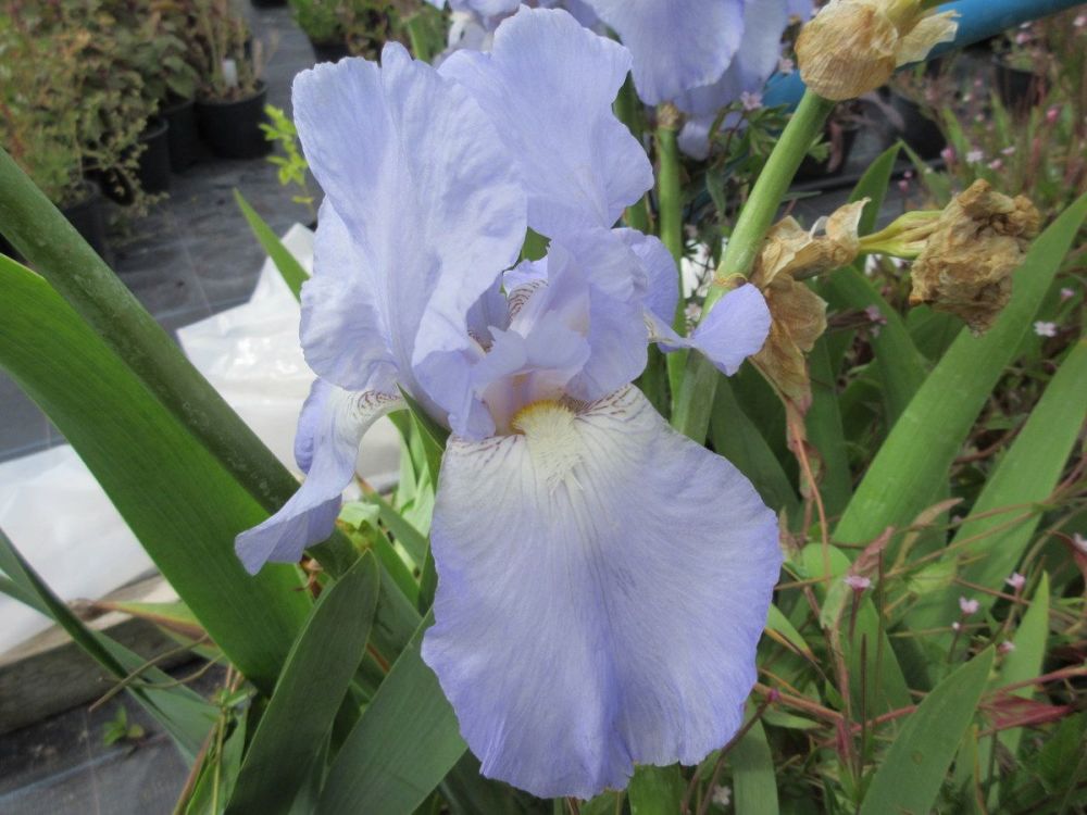 Iris Jane Phillips (Tall Bearded) - 3 litre pot