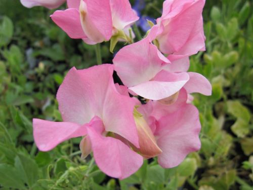 Sweet Pea, Mrs R. Bolton - 9cm pot