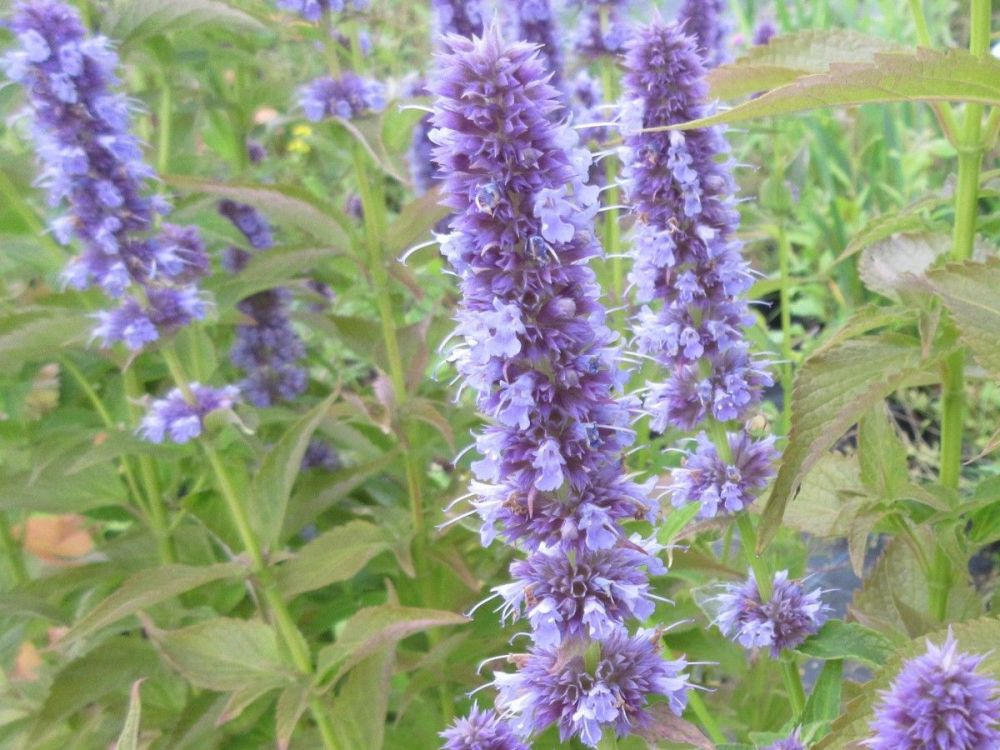 Agastache Blue Fortune - 2 litre pot