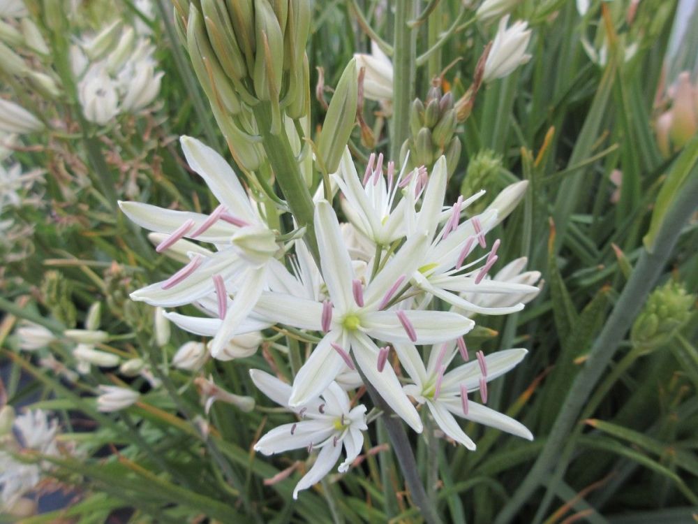 Camassia leichtlinii ssp. suksdorfii Alba - 2 litre pot