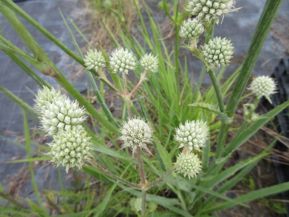 Eryngium yuccifolium - 9cm pot