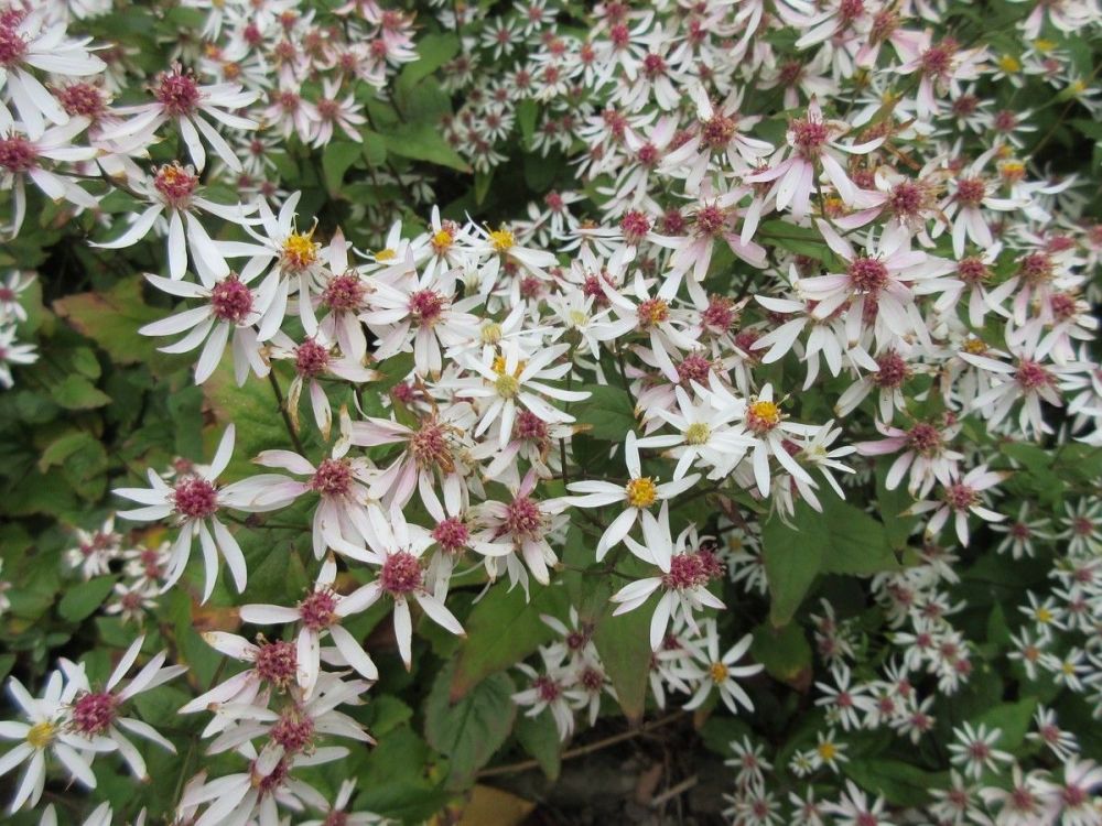 Aster divaricatus (Eurybia divaricata) - 2 litre pot