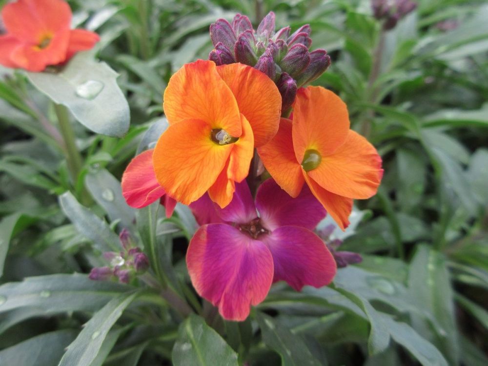 Erysimum Winter Sorbet - 2 litre pot