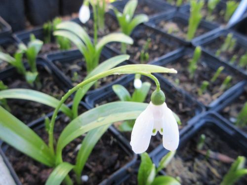 Galanthus woronowii - 9cm pot