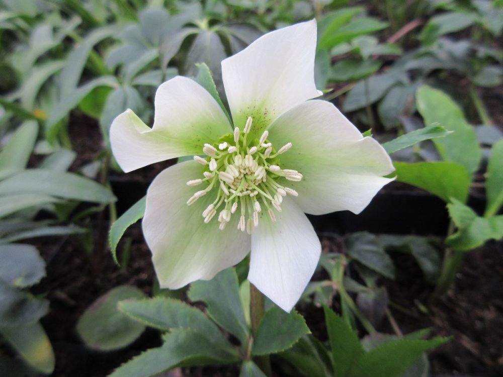 Helleborus x hybridus Pretty Ellen White - 9cm pot