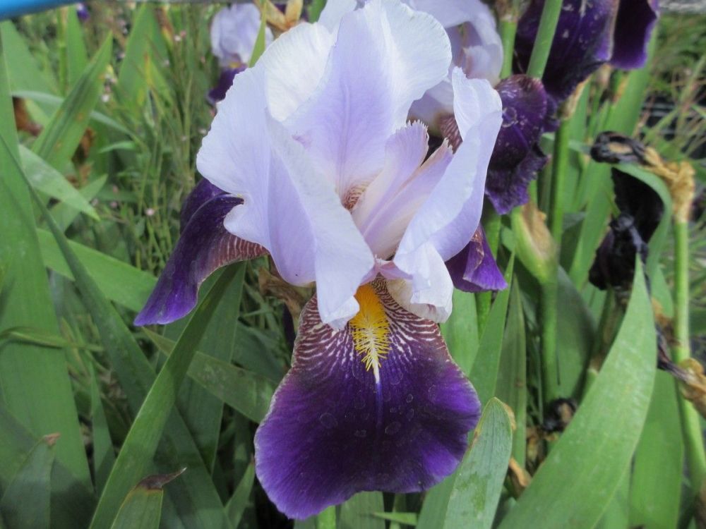 Iris Braithwaite (Tall Bearded) - 3 litre pot