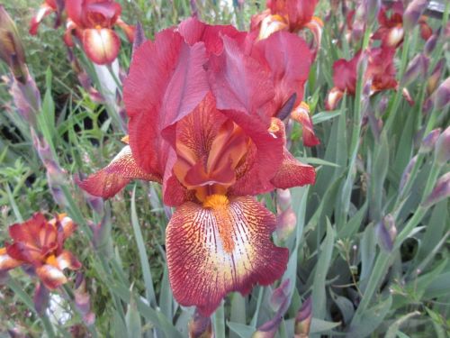 Iris Kent Pride (Tall Bearded) - 3 litre pot