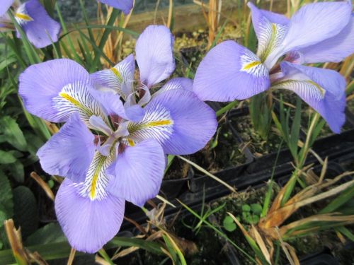 Iris unguicularis - 3 litre pot