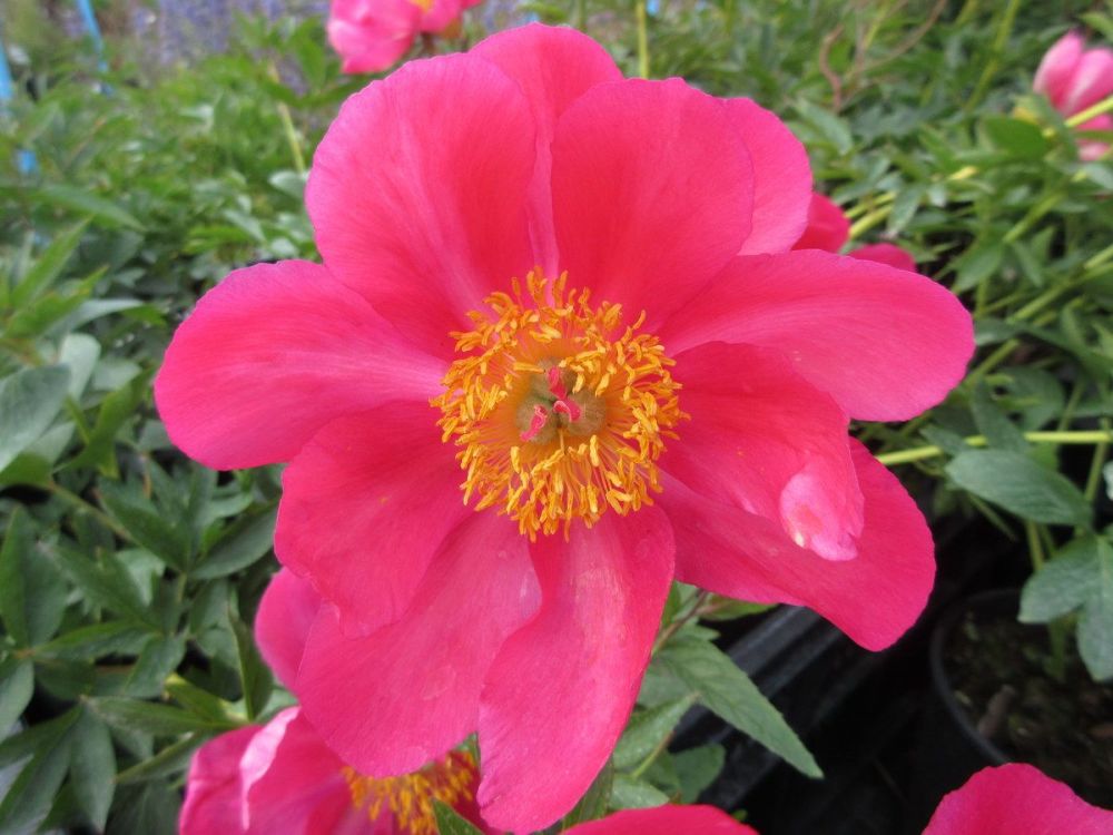 Paeonia Flame - 3 litre pot