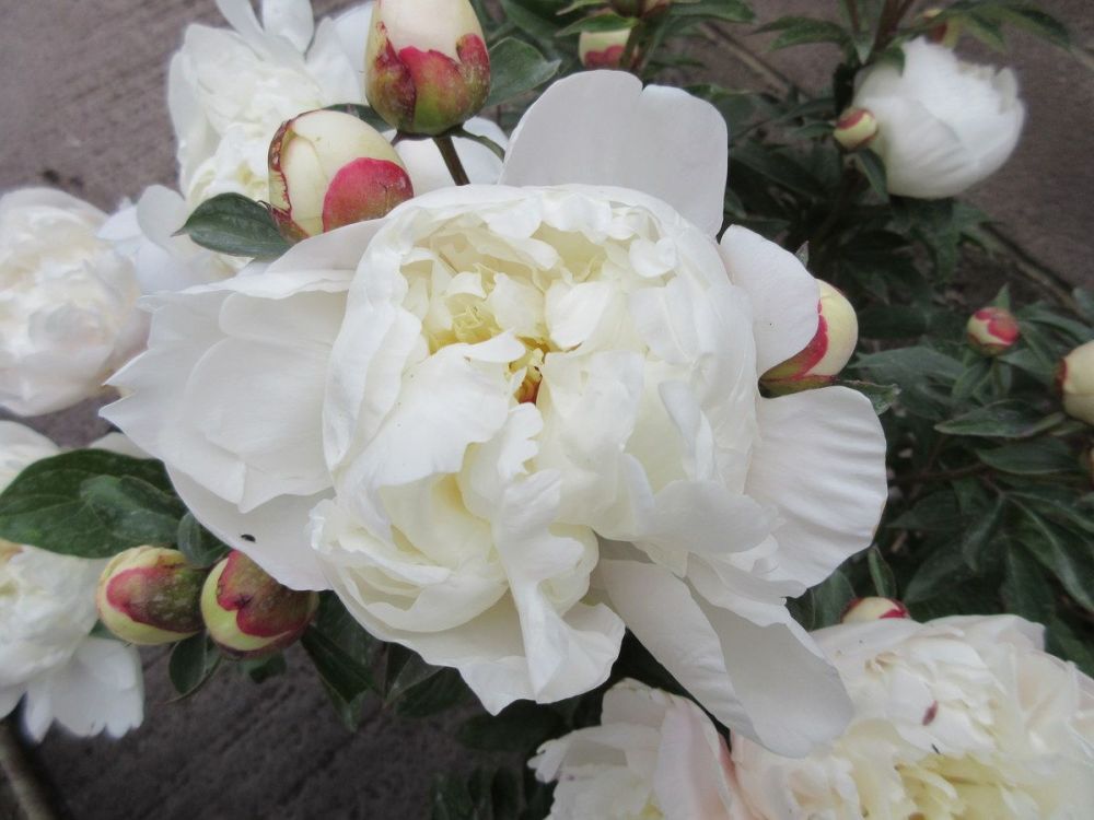 Paeonia lactiflora Immaculee - 3 litre pot