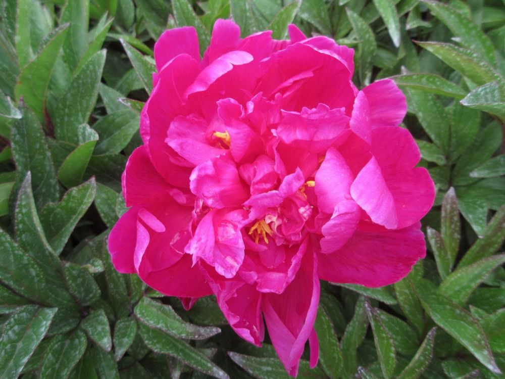 Paeonia lactiflora Karl Rosenfield - 3 litre pot