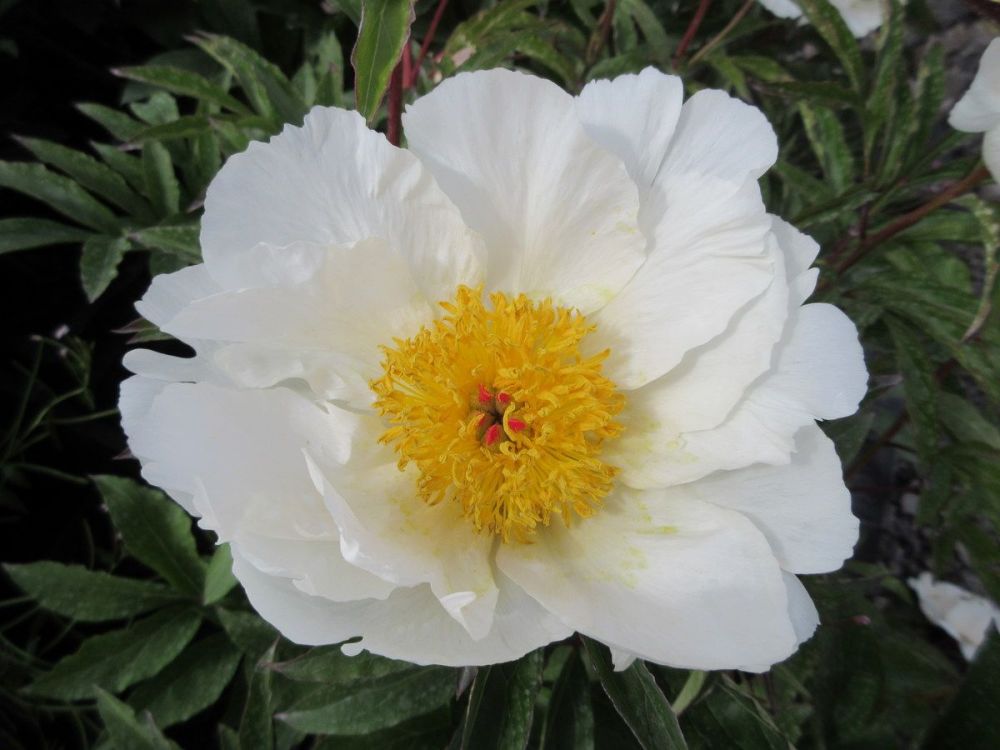 Paeonia lactiflora White Wings - 3 litre pot