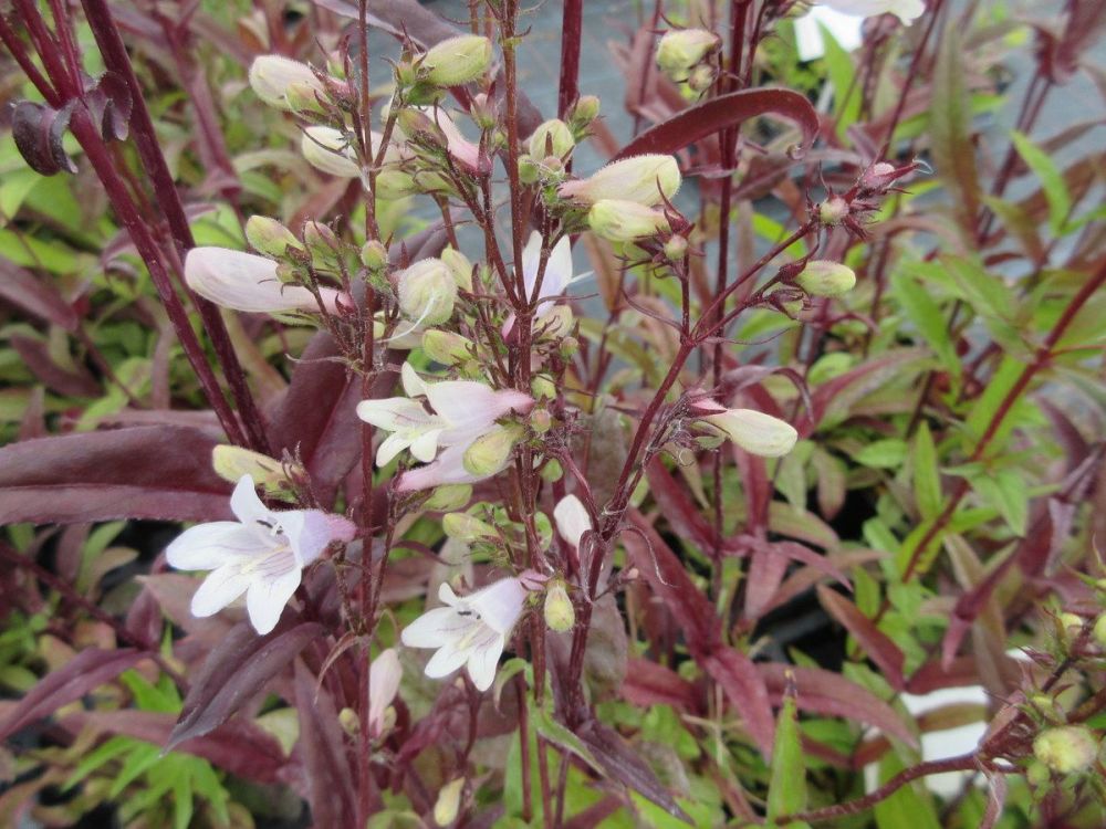 Penstemon digitalis Husker Red - 9cm pot