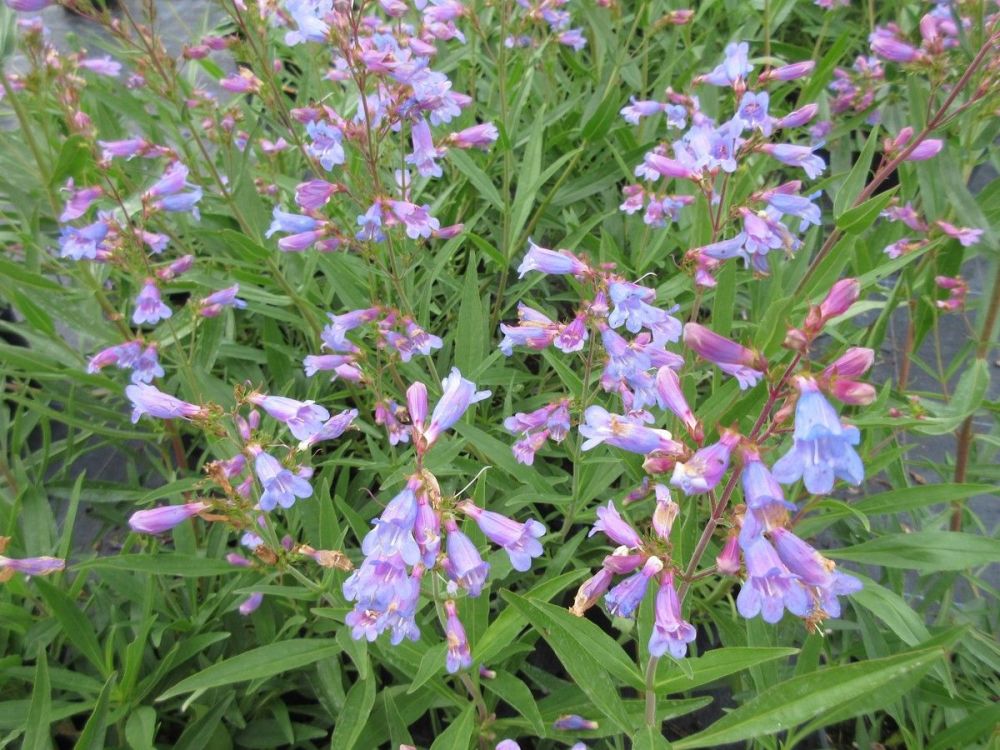 Penstemon heterophyllus Heavenly Blue - 2 litre pot
