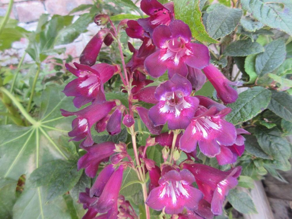 Penstemon Raven - 2 litre pot