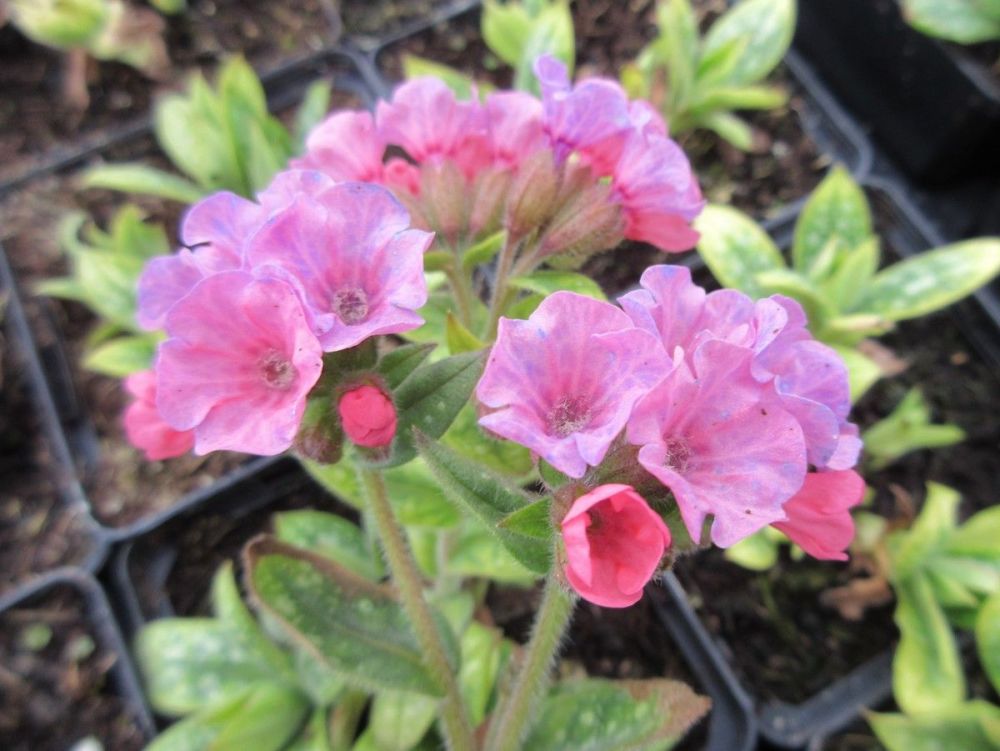Pulmonaria Pretty in Pink - 9cm pot