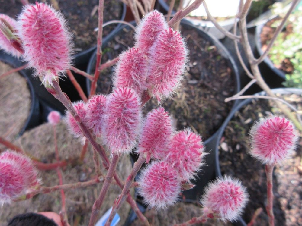 Salix gracilistyla Mount Aso - 2 litre pot