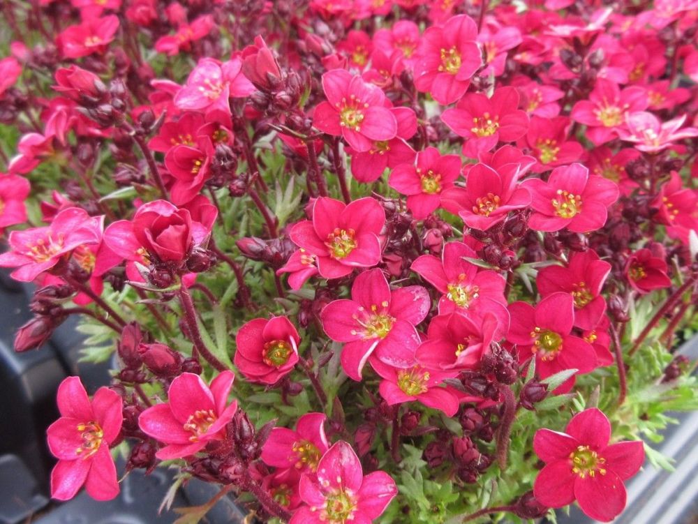 Saxifraga Pixi Pan Red - 9cm pot