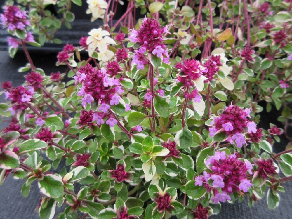 Thymus pulegioides Foxley - 9cm pot