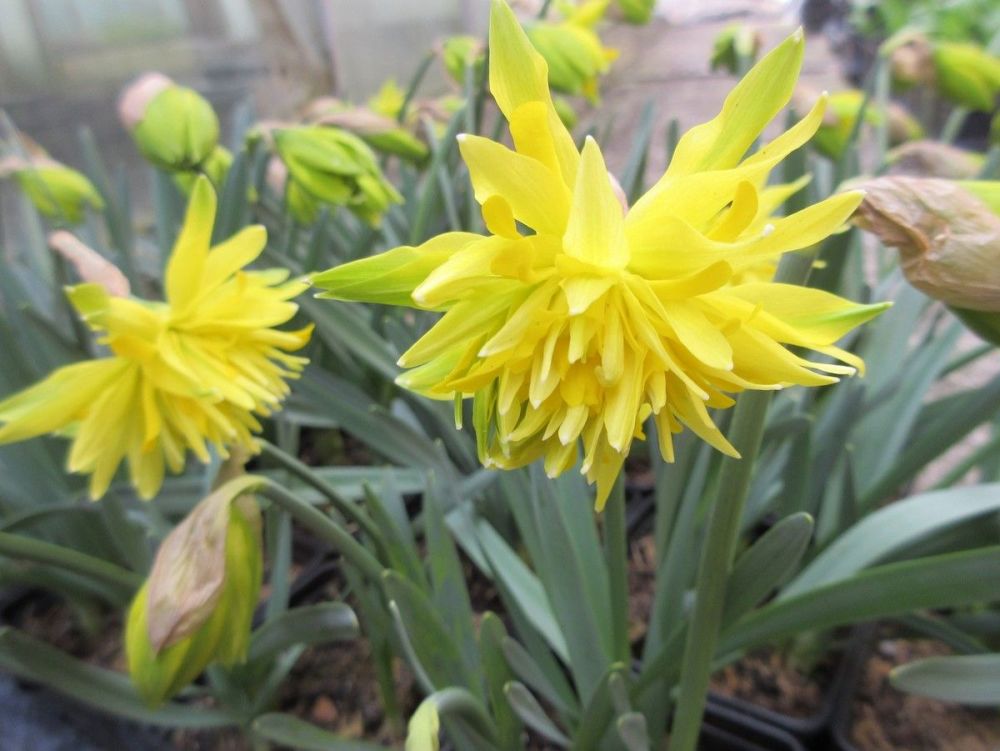 Narcissus Rip van Winkle - 9cm pot