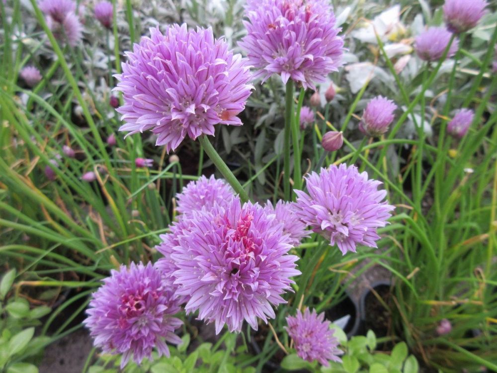 Chives, Common - 9cm pot