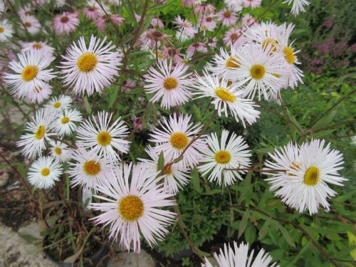Erigeron Sommerneuschnee - 2 litre pot