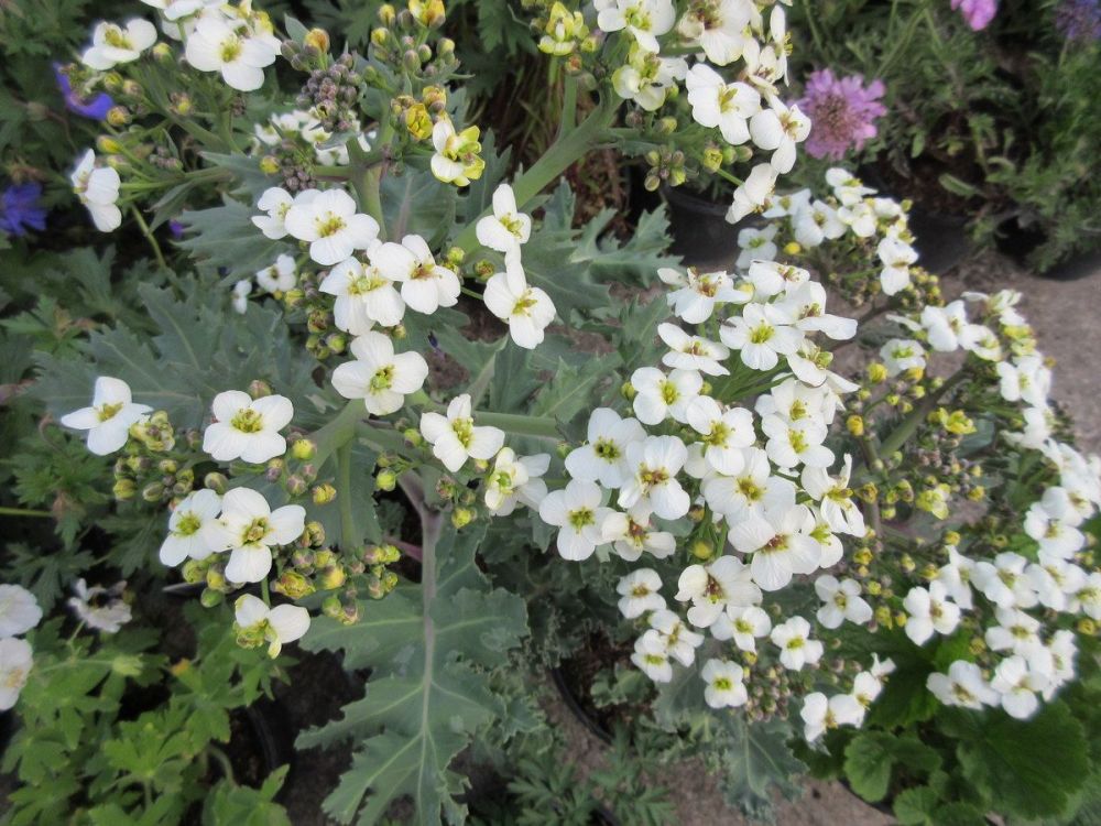 Crambe maritima - 2 litre pot