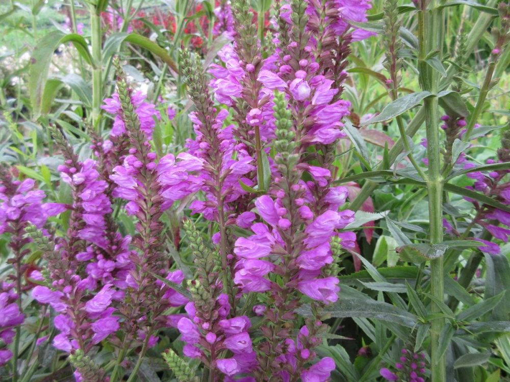 Physostegia virginiana Vivid - 2 litre pot
