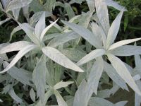 Artemisia ludoviciana Valerie Finnis - 2 litre pot