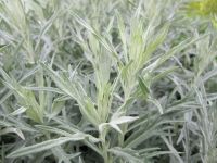 Artemisia ludoviciana Silver Queen - 2 litre pot
