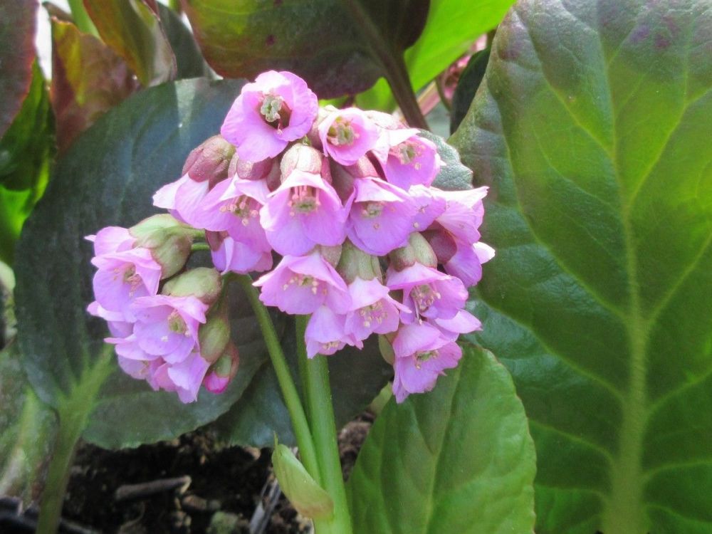 Bergenia Bartok - 9cm pot