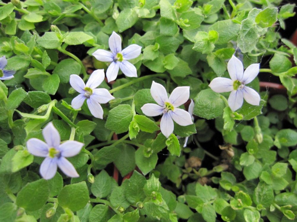 Pratia pedunculata - 9cm pot