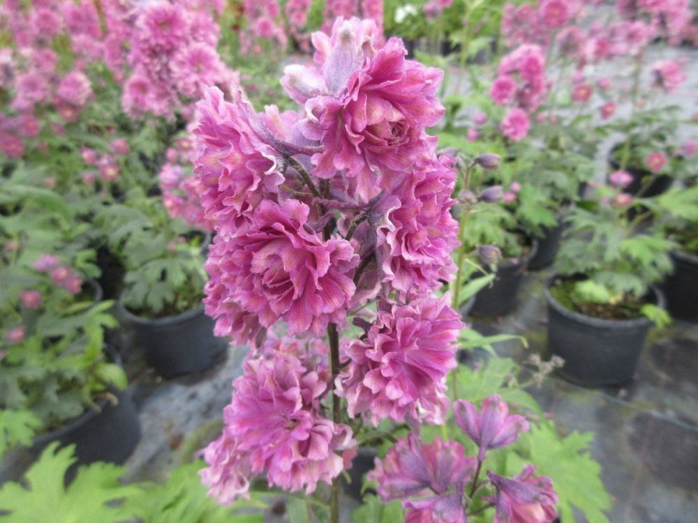 Delphinium Highlander Flamenco - 2 litre pot