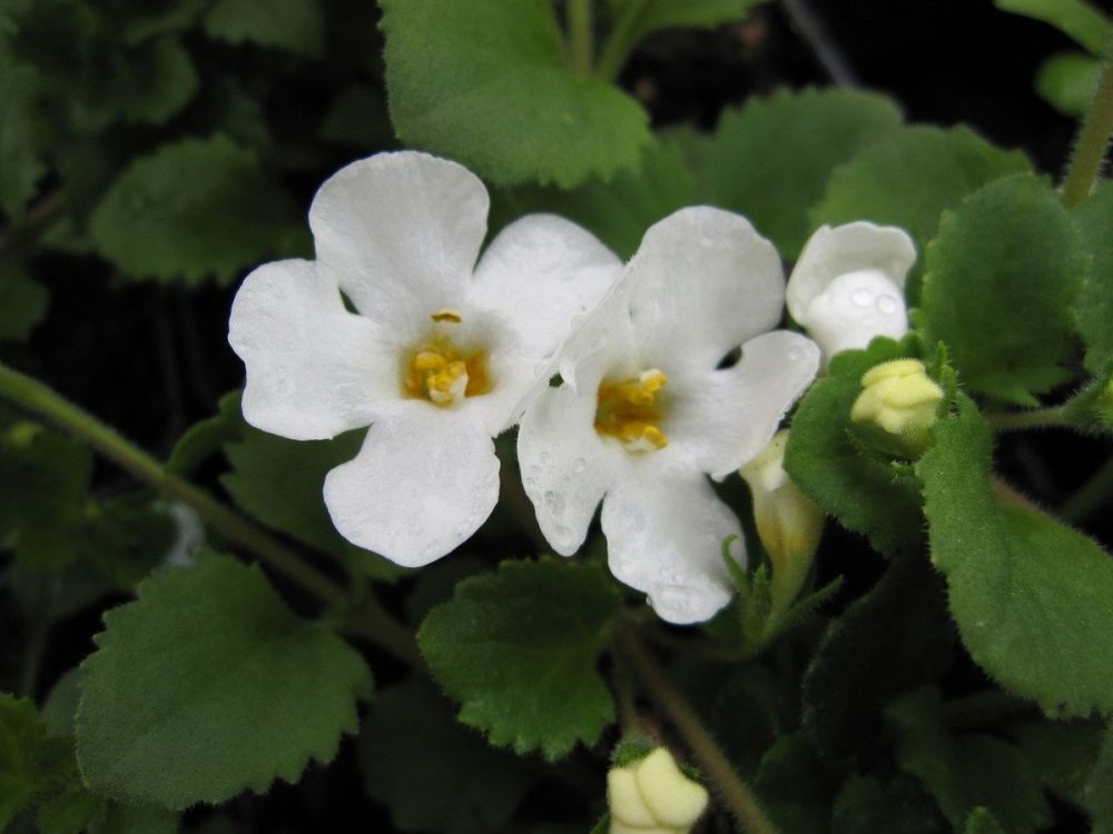 Bacopa (Chaenostoma) cordatum Snowflake - 9cm pot