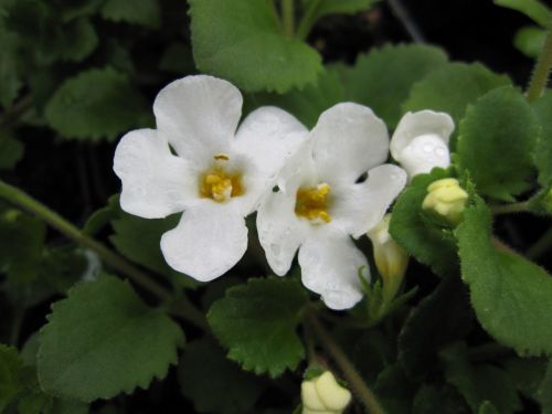 Bacopa (Chaenostoma) Snowtopia White - 9cm pot