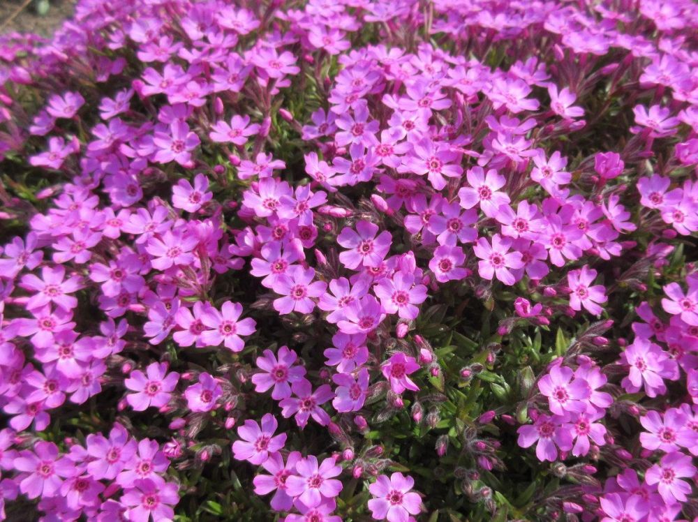 Phlox subulata Zwergenteppich - 9cm pot