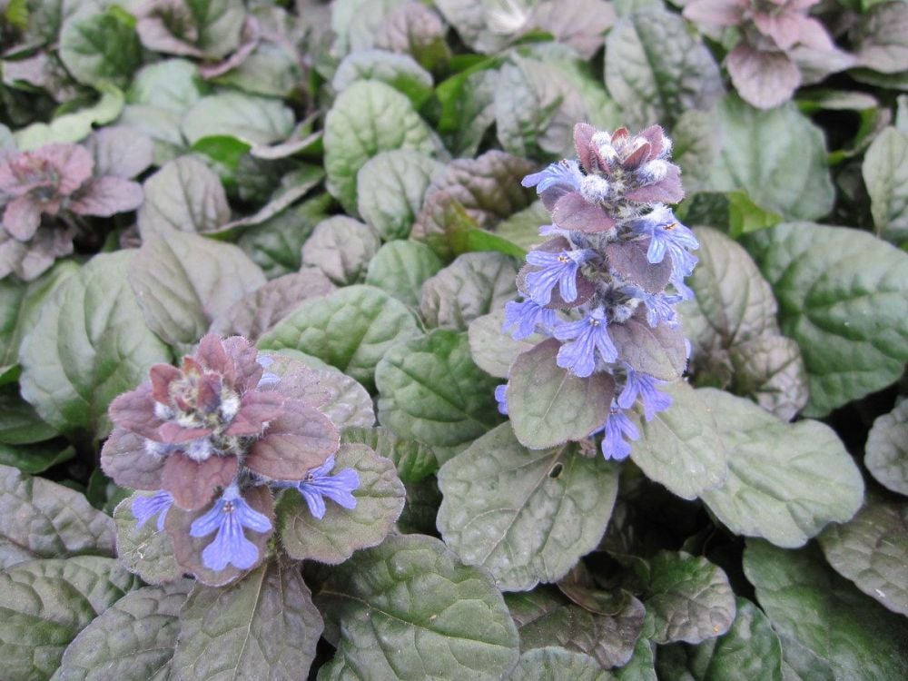 Ajuga Reptans Braunherz - 9cm Pot