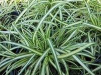 Carex oshimensis Evergold - 9cm pot