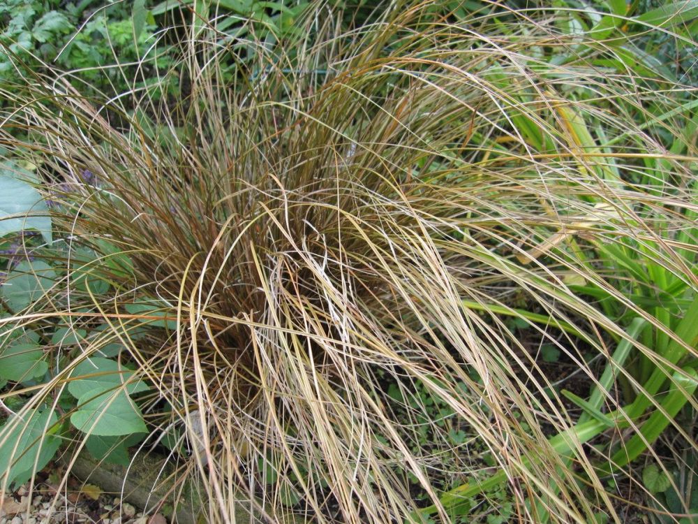 Carex testacea Prairie Fire - 9cm pot