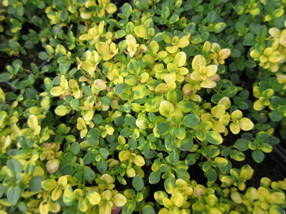 Thymus Doone Valley - 9cm pot