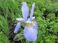 Iris sibirica Perry's Blue - 2 litre pot