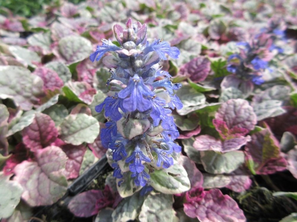 Ajuga reptans Burgundy Glow - 9cm pot