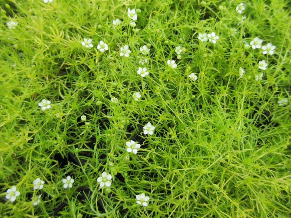 Sagina subulata var. glabrata Aurea - 9cm pot